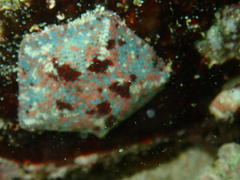 Parvulastra dyscrita