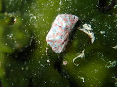 Parvulastra dyscrita