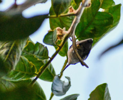 Chlorostilbon melanorhynchus