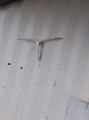 Pterophorus monodactylus