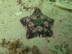 Parvulastra dyscrita