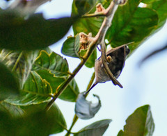 Chlorostilbon melanorhynchus