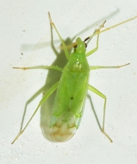 Macrolophus pygmaeus