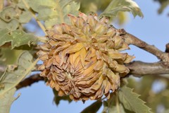 Quercus ithaburensis macrolepis