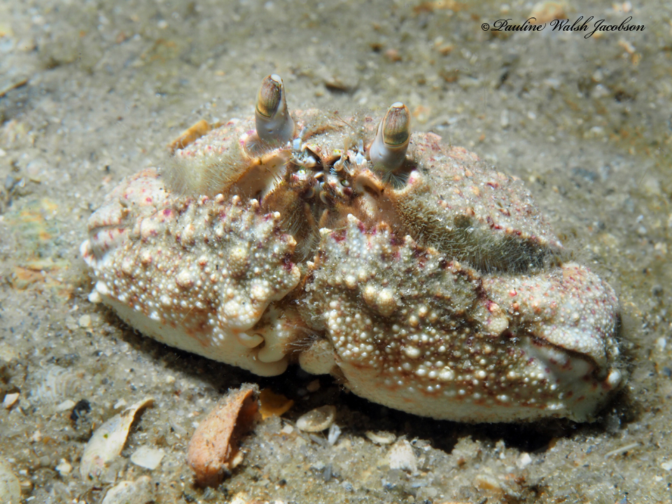 Shameface Heart Crab