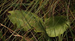 Satyrium longicauda longicauda