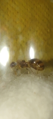 Temnothorax recedens