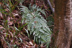 Dryopteris sacrosancta