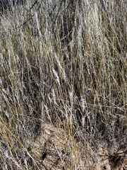 Enneapogon desvauxii