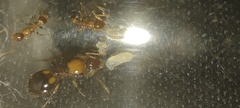 Temnothorax recedens