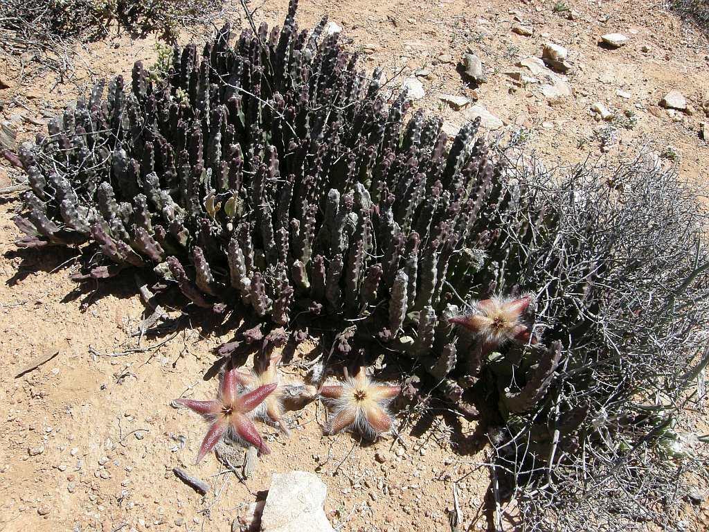 Stapelia tigridia Decne. 2