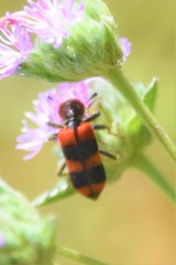 Trichodes apivorus