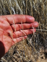 Enneapogon desvauxii