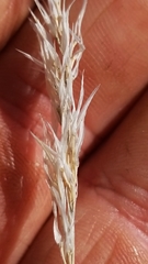 Enneapogon desvauxii