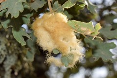 Andricus theophrasteus