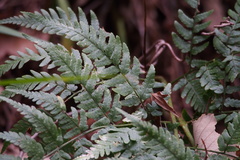 Dryopteris sacrosancta