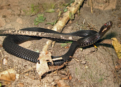 Vipera nikolskii