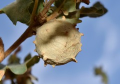 Andricus sternlichti