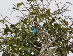 Cotinga cayana