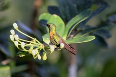 Heliodoxa aurescens
