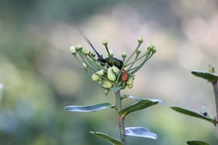 Discosura langsdorffi