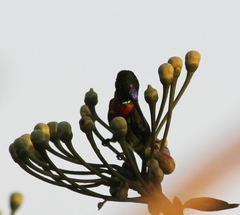 Heliodoxa aurescens