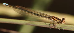 Pseudagrion draconis