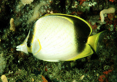 Gardiner's Butterflyfish photo 1