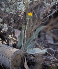 Pyrrocoma uniflora gossypina