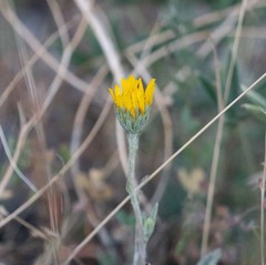 Pyrrocoma uniflora gossypina