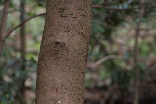 Cleyera japonica