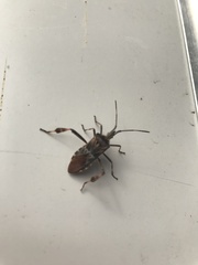 Leptoglossus occidentalis