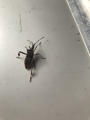 Leptoglossus occidentalis