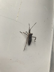 Leptoglossus occidentalis