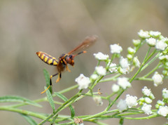Polistes weyrauchorum