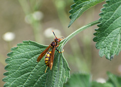 Polistes weyrauchorum