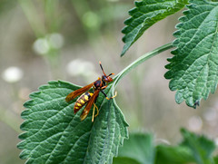 Polistes weyrauchorum