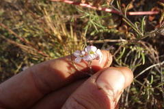 Dontostemon integrifolius
