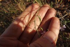 Dontostemon integrifolius