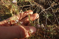 Dontostemon integrifolius