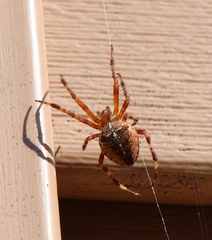 Araneus diadematus