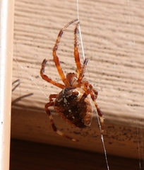 Araneus diadematus