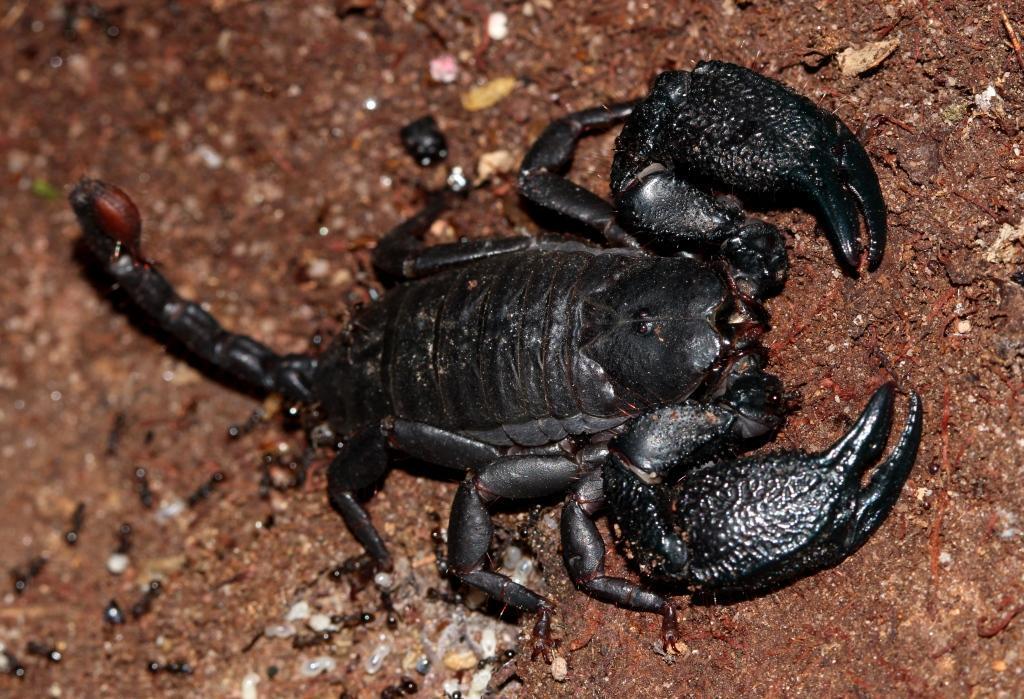 Rock Docile Scorpion (Opisthacanthus validus) · iNaturalist