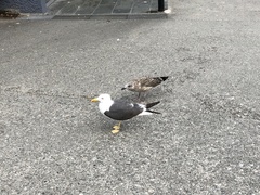 Larus fuscus