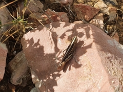 Ramburiella hispanica