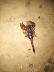 Scorpio fuscus