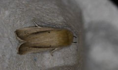 Sesamia nonagrioides