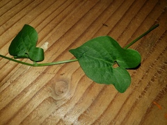 Aristolochia pentandra