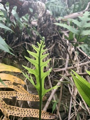 Microsorum scolopendria