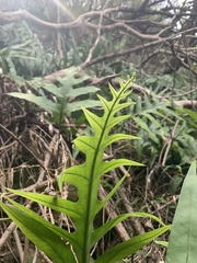 Microsorum scolopendria